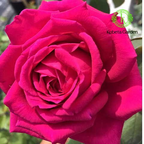 Hoa hồng Promesse Eternelle