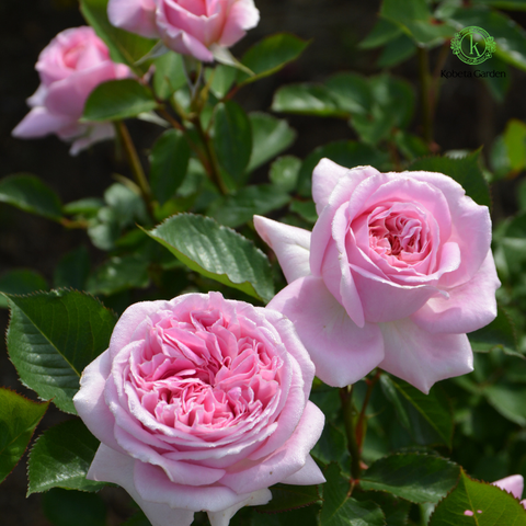 Hoa hồng Mary Lennox