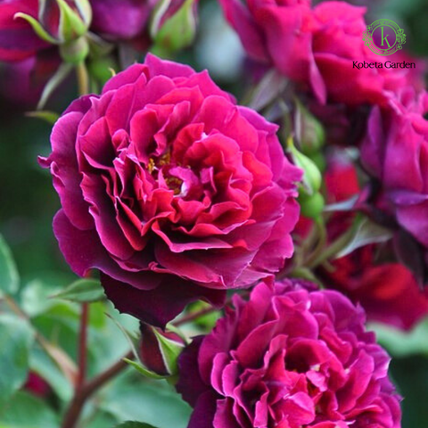 Hoa hồng Laylah