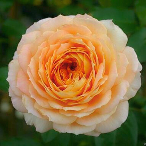 Hoa hồng Caramel Antike Freelan