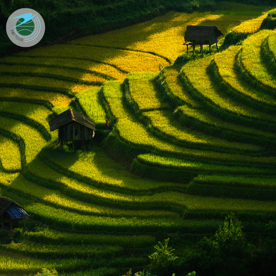 HÀ NỘI - MÙ CANG CHẢI MÙA LÚA CHÍN 2N1Đ