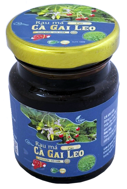 Cao cà gai leo Giga