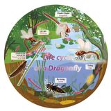  The Cycle Of Life -  Vòng Đời Của Chuồn Chuồn - 53 Miếng 