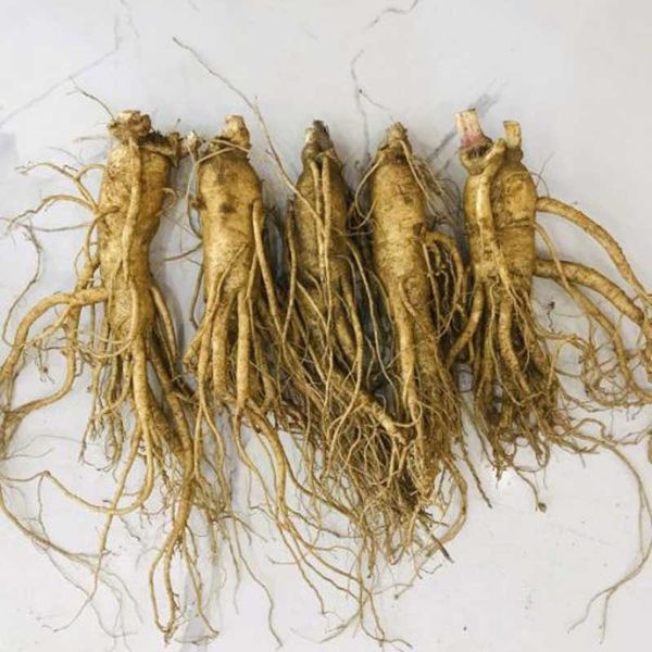 Sâm Tươi Hàn Quốc Nguyên Củ 1kg