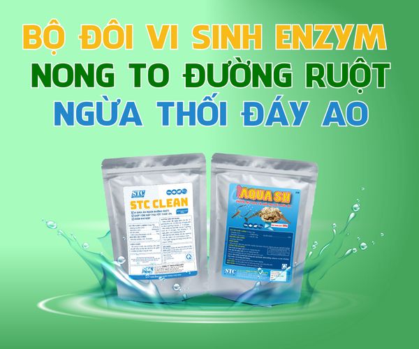 AQUA SH & STC CLEAN-Bộ đôi vi sinh enzym nong to đường ruột, ngừa thối đáy ao.