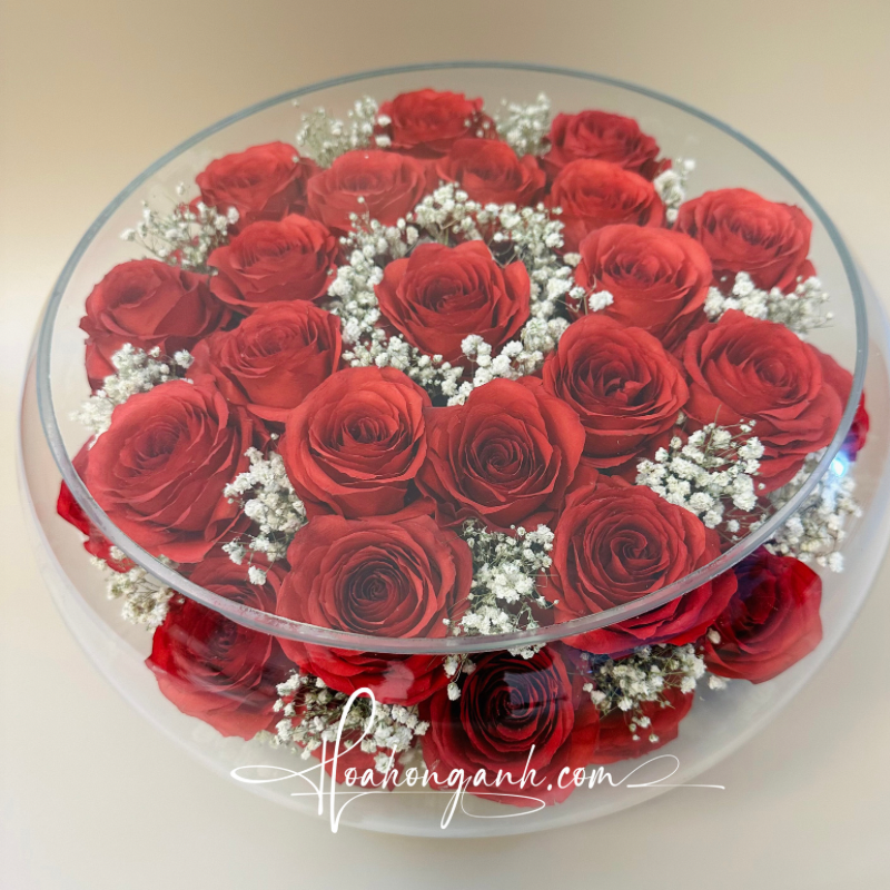  Hoa hồng cầu Đỏ CD30 