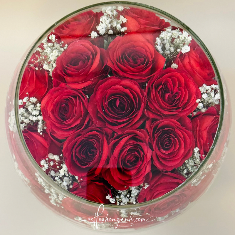  Hoa hồng Ly đỏ LY32 