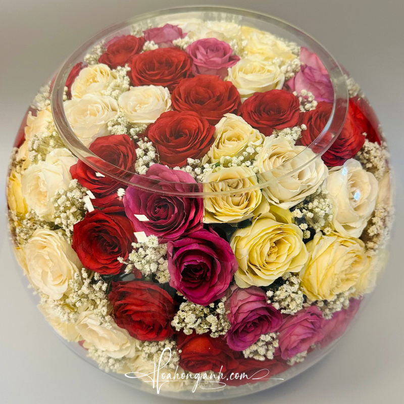  Hoa hồng Cầu Mix màu CAU40- Đặc biệt 