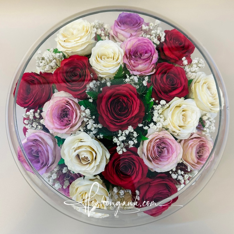  Hoa hồng cầu Mix màu CD35 