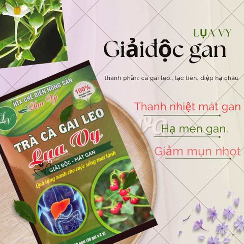  Trà cà gai leo Lụa Vy 