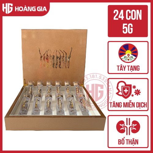 Đông Trùng Hạ Thảo Tây Tạng Thiên Nhiên 24 con 5gram Con trung