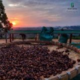 cà phê hạt rang Enjoy (pha máy) Tự nhiên