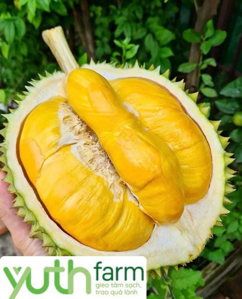 Sầu Riêng giống Musang King