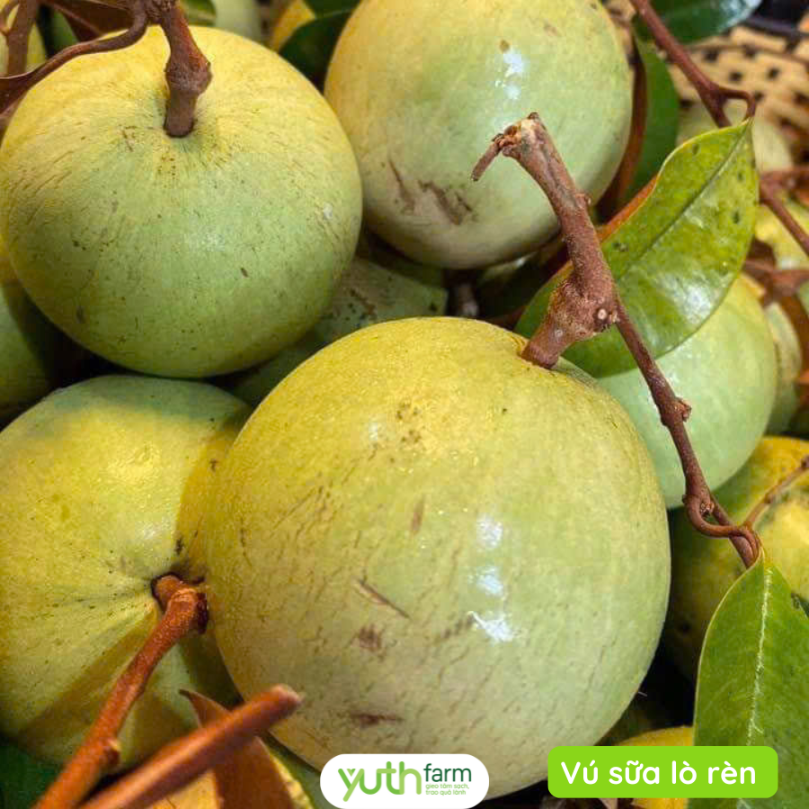 Vú Sữa Lò Rèn