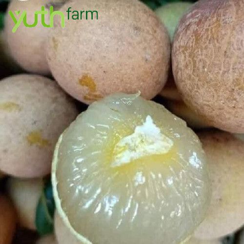 NHÃN XUỒNG