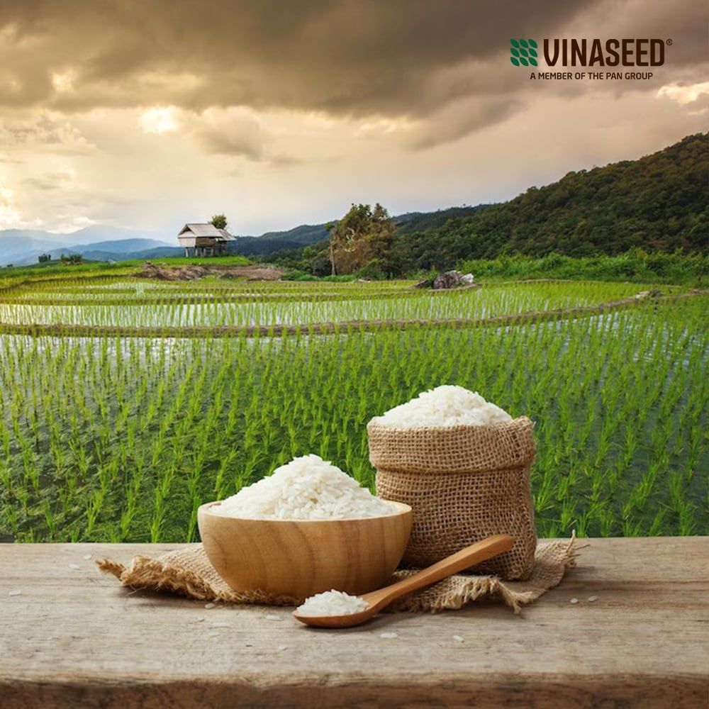 Gạo Trân Châu Hương Vinaseed Túi 5Kg
