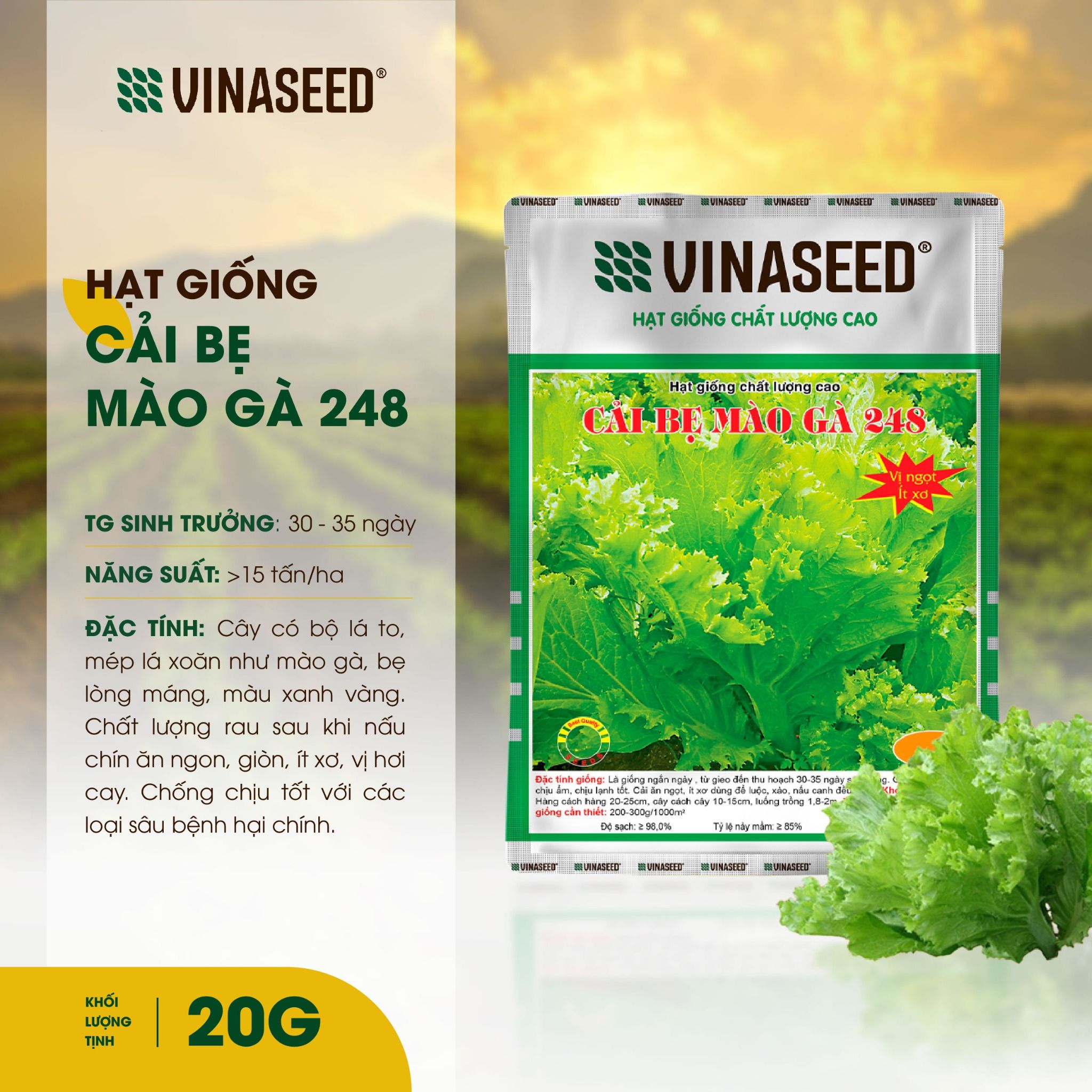  Hạt giống Cải bẹ mào gà 248 Vinaseed túi 20g 