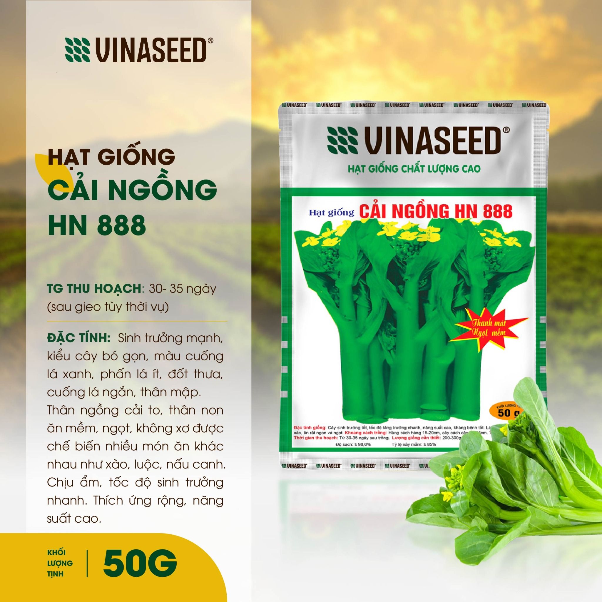  Hạt giống Cải ngồng ngọt HN888 Vinaseed Túi 20g/50g 