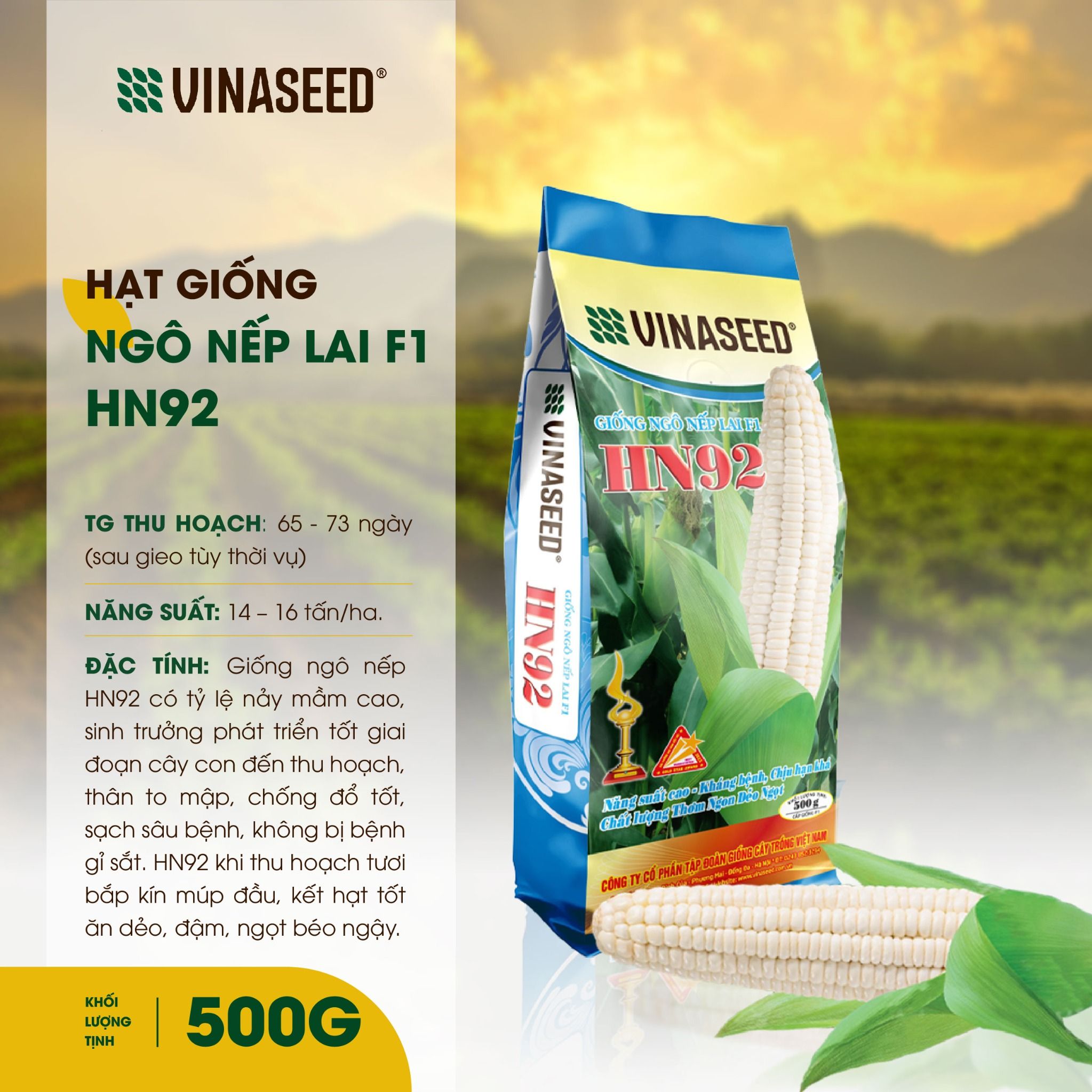  Hạt giống Ngô Nếp Lai F1 HN92 Túi 100g/500g 