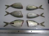  Bigeye scad - Fillet 