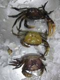  Freshwater Crab - Whole Cleaned 