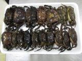  Freshwater Crab - Whole Cleaned 