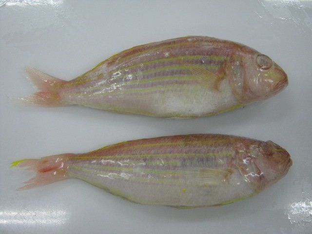  Threadfin Bream - Whole Round 