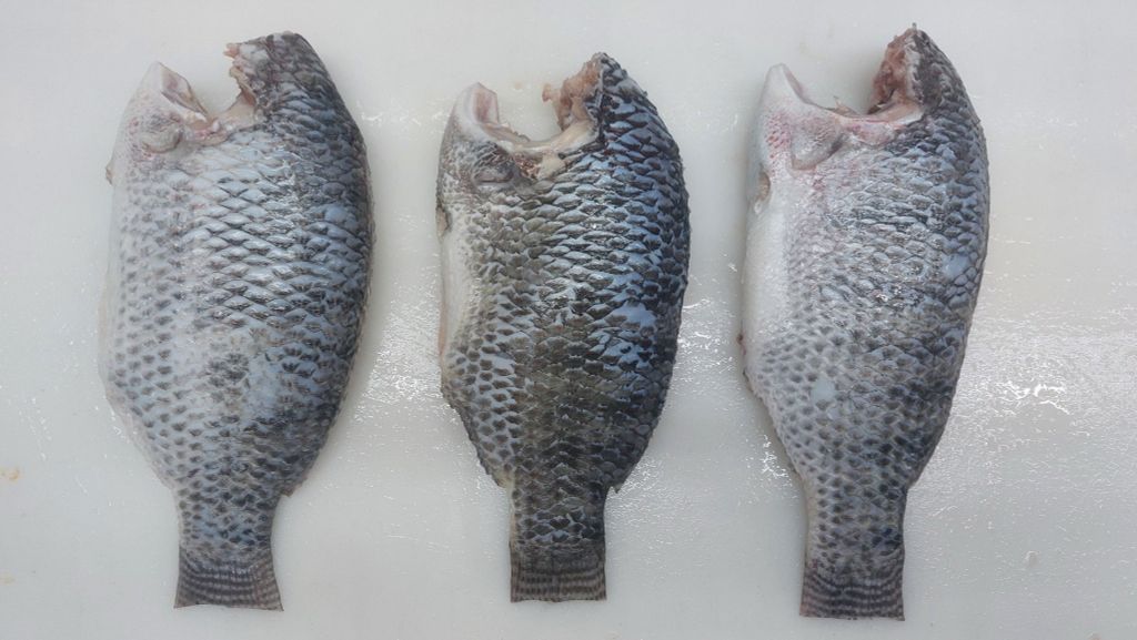  Black Tilapia - Headless 