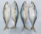  Whole round Steamming (India Mackerel) 