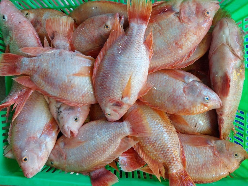  Red Tilapia - Whole Round 