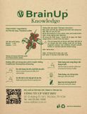 BrainUp Knowledge (Túi)