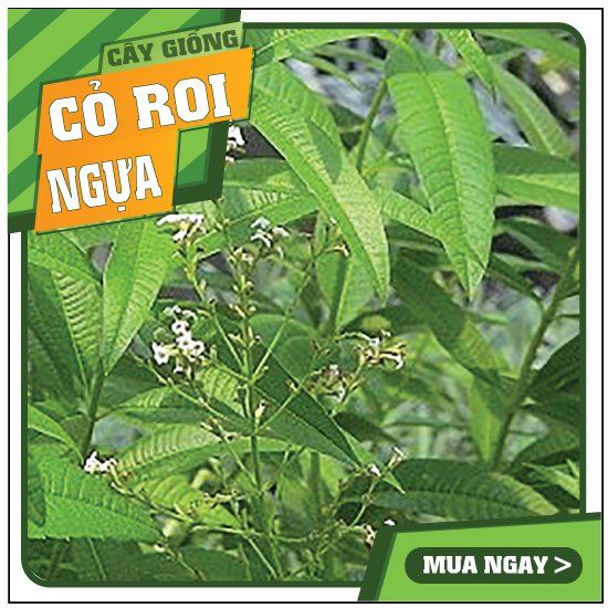  Cây giống cỏ roi ngựa 