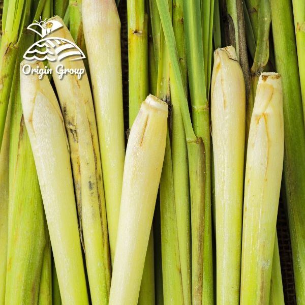 Củ Sả - Một Thảo Dược Thiên Nhiên Mang Lại Nhiều Lợi Ích Cho Sức Khỏe