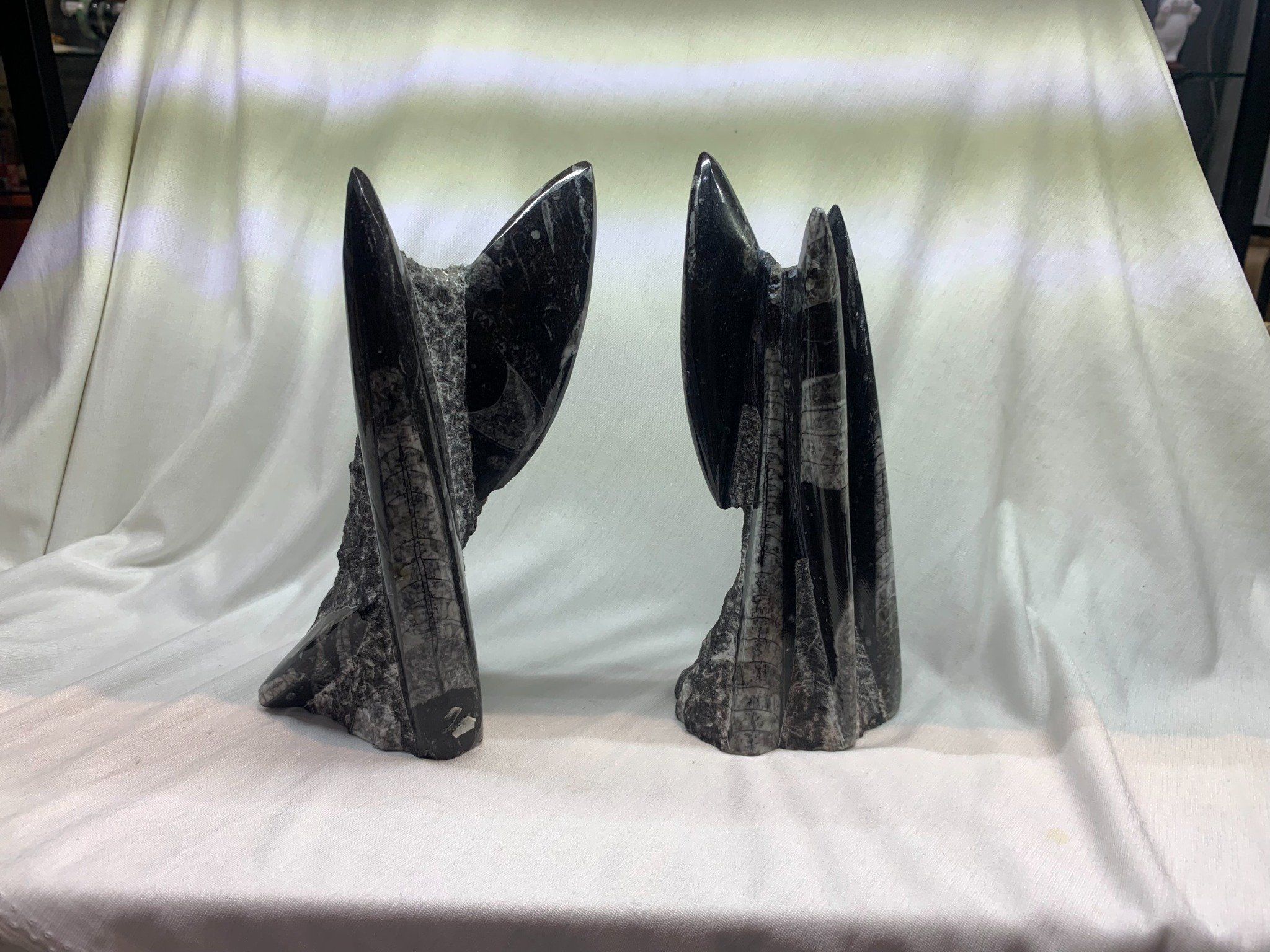 Trụ Hoá Thạch Otheceras - Otheceras Fossil Tower