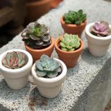 Chậu sen đá để bàn, ô tô, quà sự kiện/ Succulent