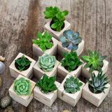 Chậu sen đá để bàn, ô tô, quà sự kiện/ Succulent