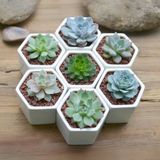 Chậu sen đá để bàn, ô tô, quà sự kiện/ Succulent