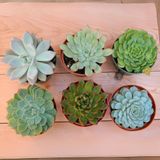 Chậu sen đá để bàn, ô tô, quà sự kiện/ Succulent