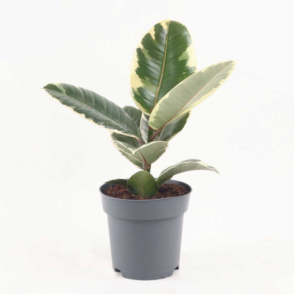 Cây Đa Cẩm Thạch 0.25-0.5m | Ficus Elastica Tineke