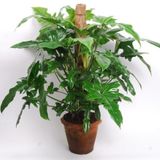 Cây trầu rồng var 0.5m - 0.8m/ Philodendron Dragon