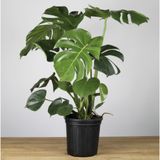 Trầu bà xẻ lá Nam Mỹ 1m/ Monstera