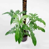 Cây trầu rồng var 0.5m - 0.8m/ Philodendron Dragon