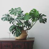 Trầu bà xẻ lá Nam Mỹ 1m/ Monstera