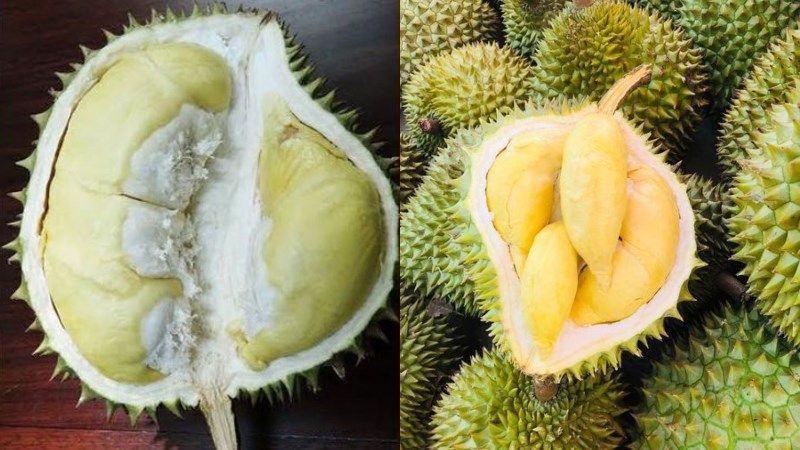Sầu riêng chuồng bò