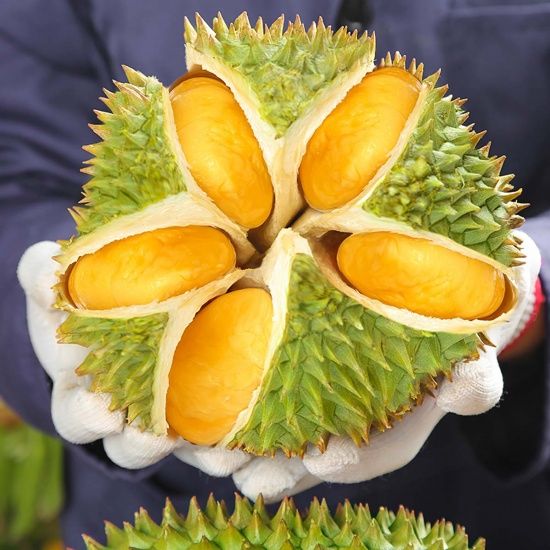 Sầu riêng MONTHONG