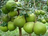 Bưởi da xanh