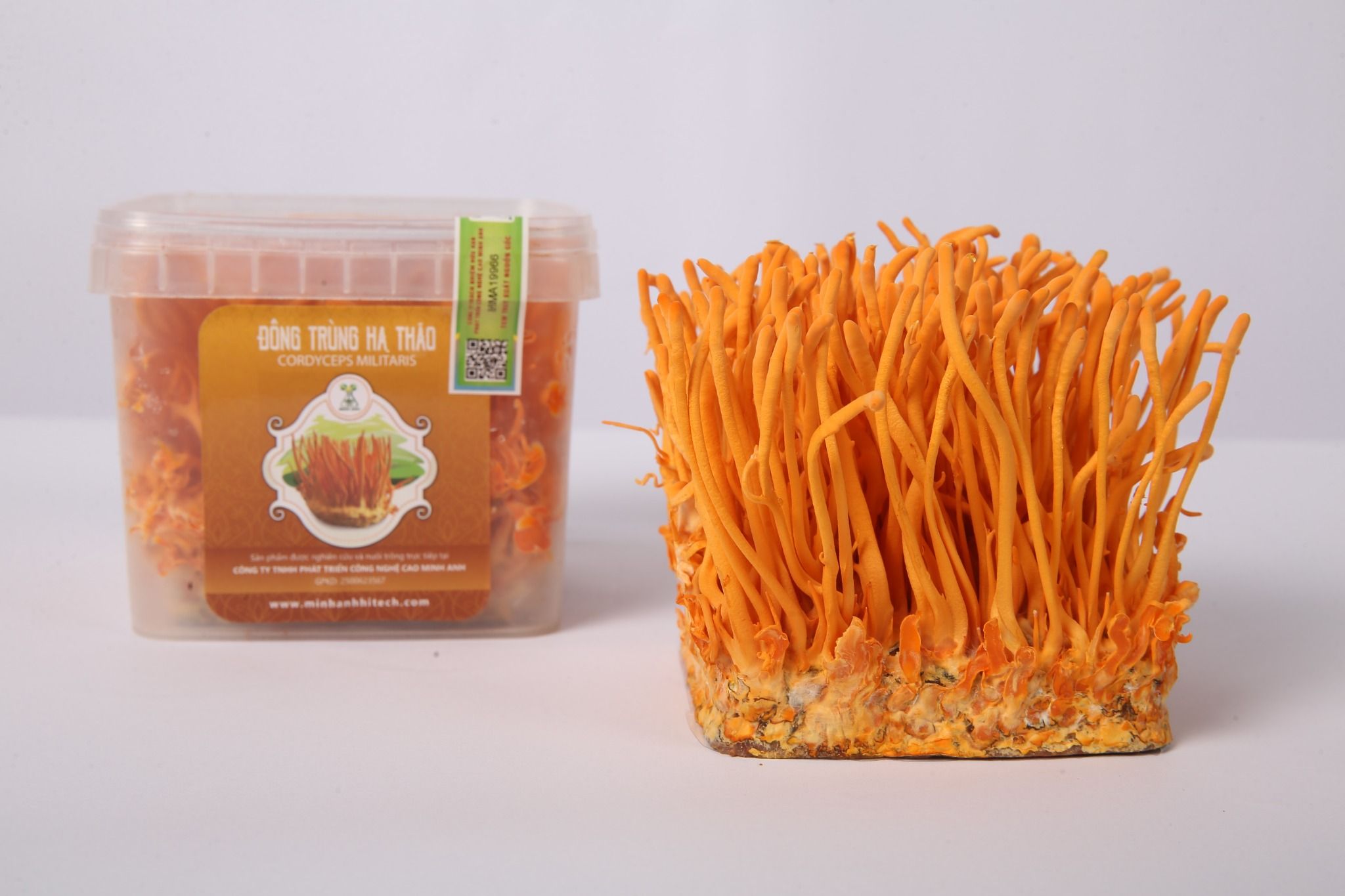 Tươi nguyên đế vuông Minh Anh