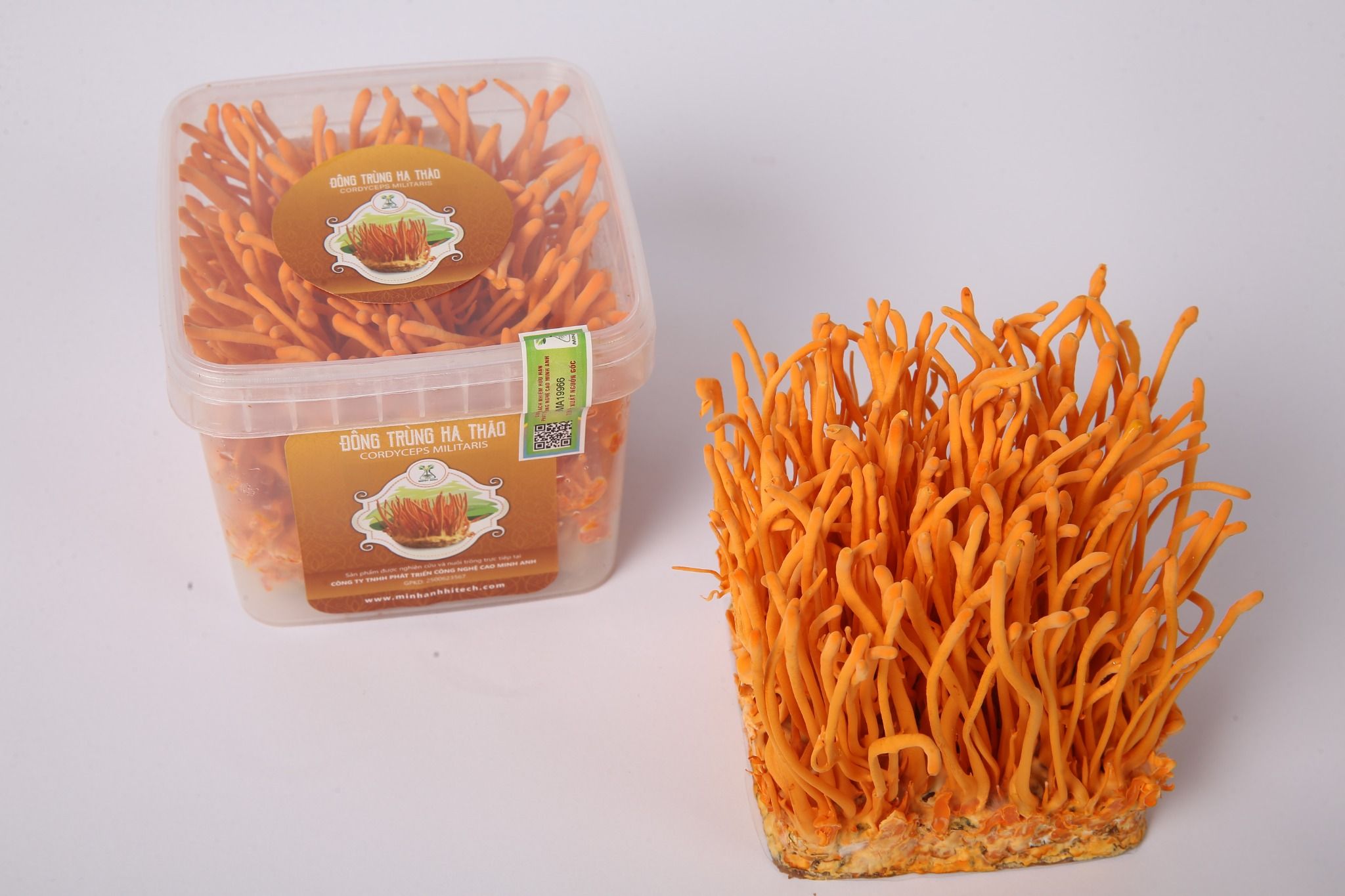 Tươi nguyên đế vuông Minh Anh