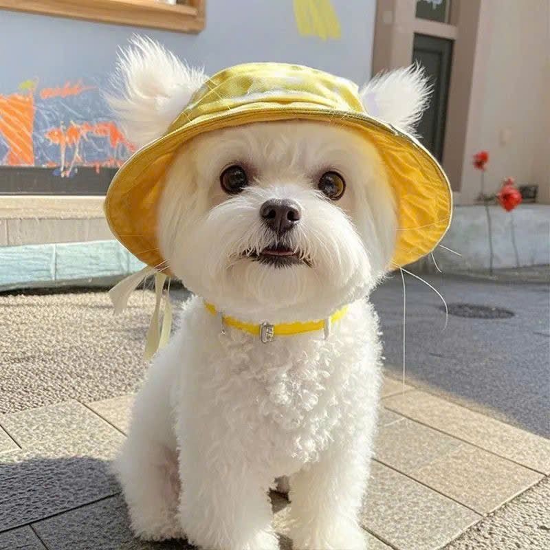 Nón Tai Bèo Cho Thú Cưng Có Tai