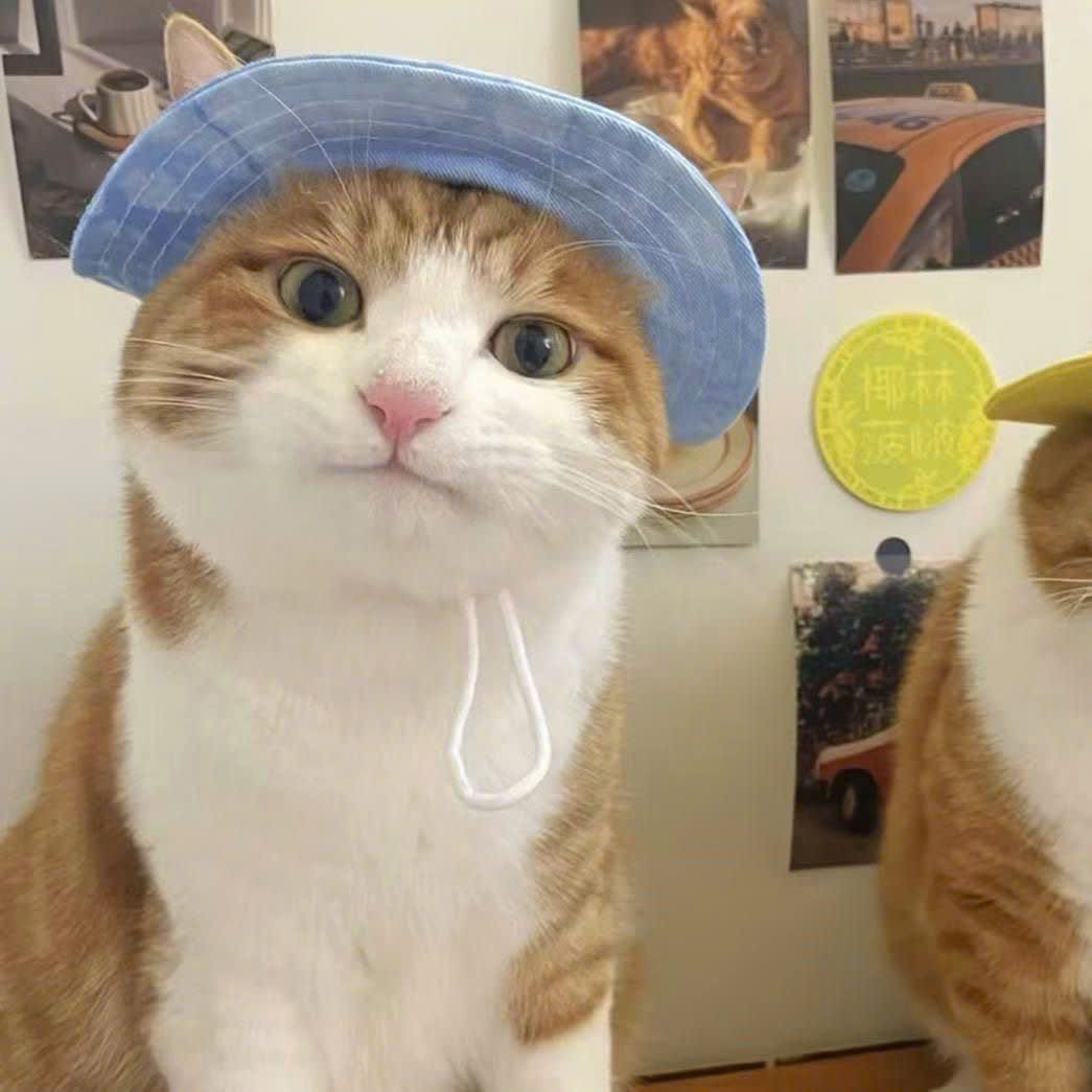 Nón Tai Bèo Cho Thú Cưng Có Tai